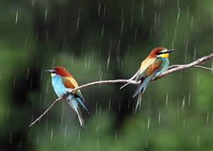 birds in rain